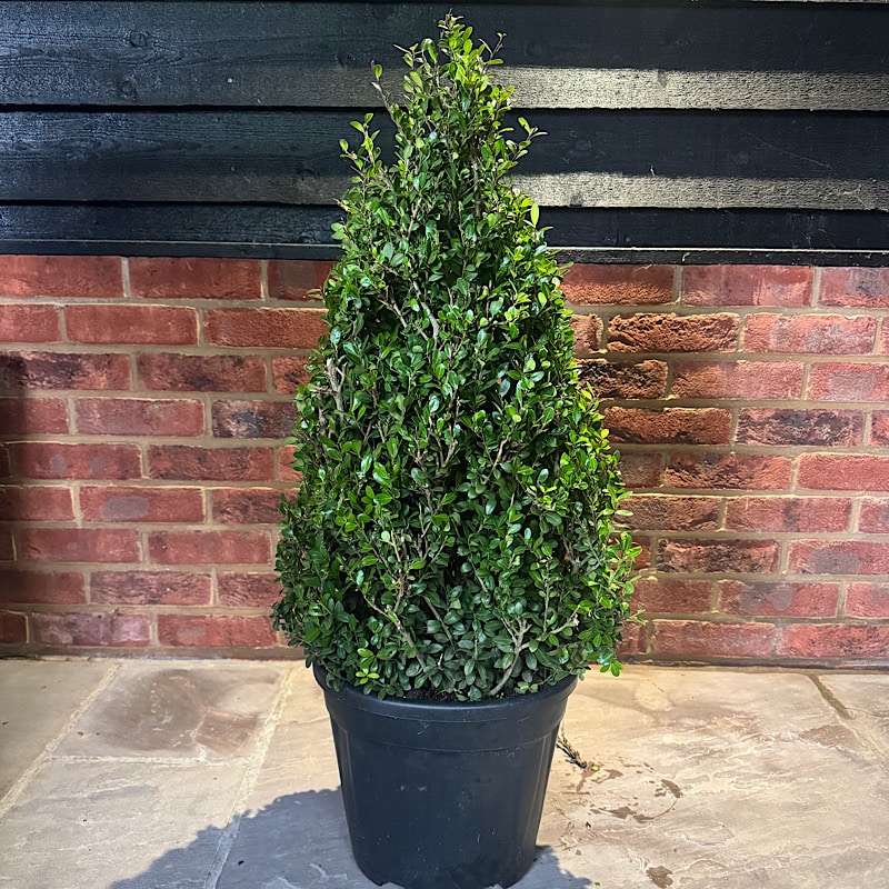 Ilex crenata ‘Carolina Upright’ Cone – 60cm tall