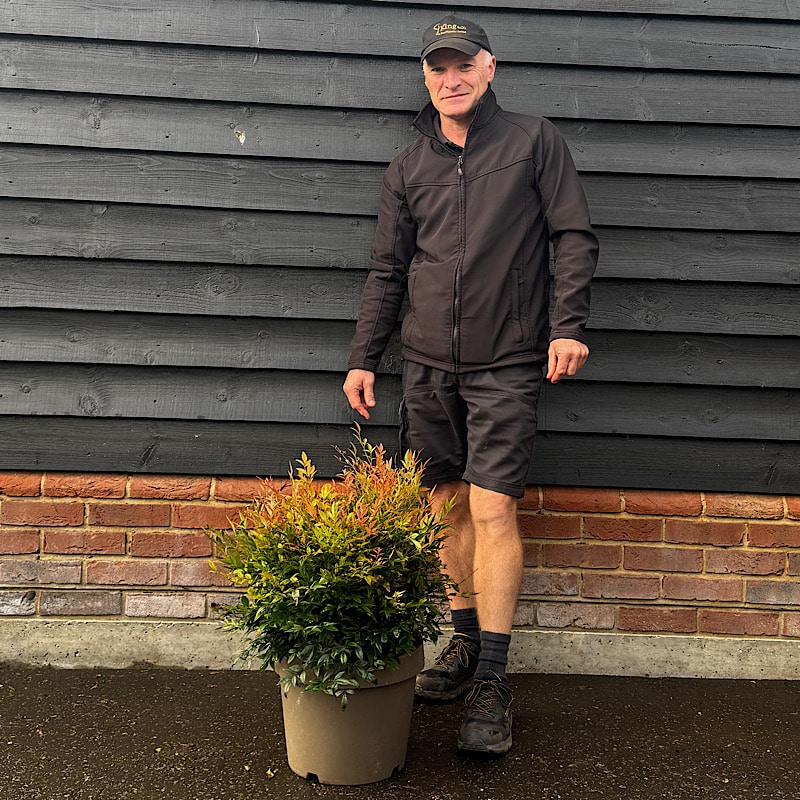 Nandina domestica ‘Gulf Stream’ – 40cm Ø