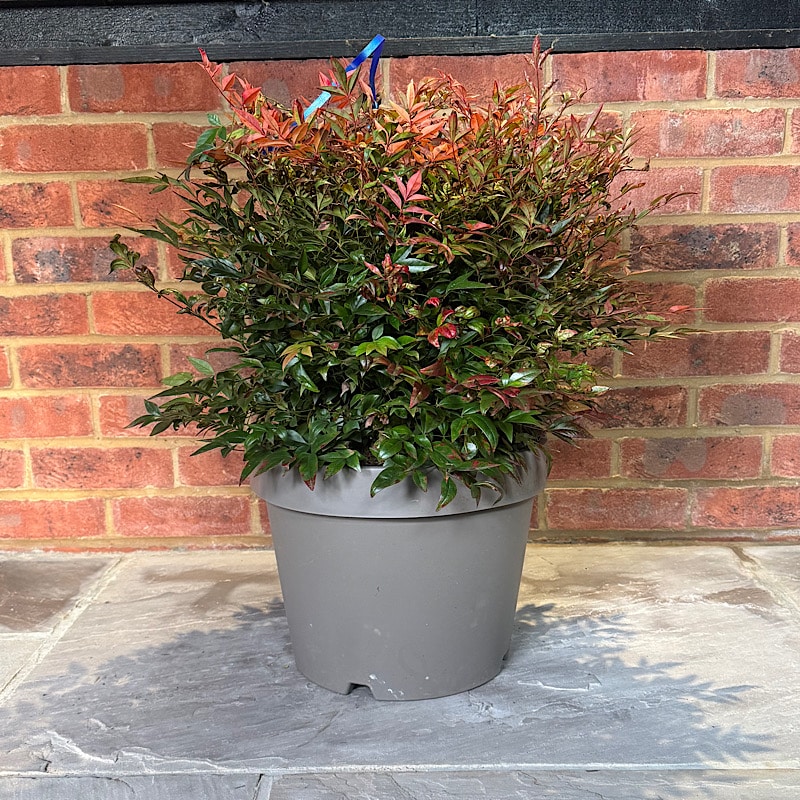 Nandina domestica ‘Gulf Stream’ – 40cm Ø