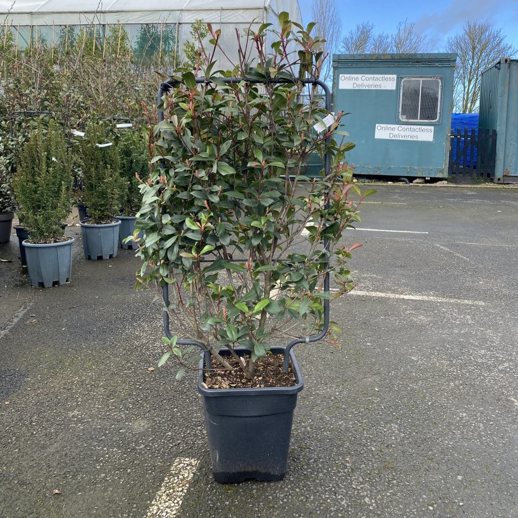 Photinia x fraseri 'Carre Rouge'