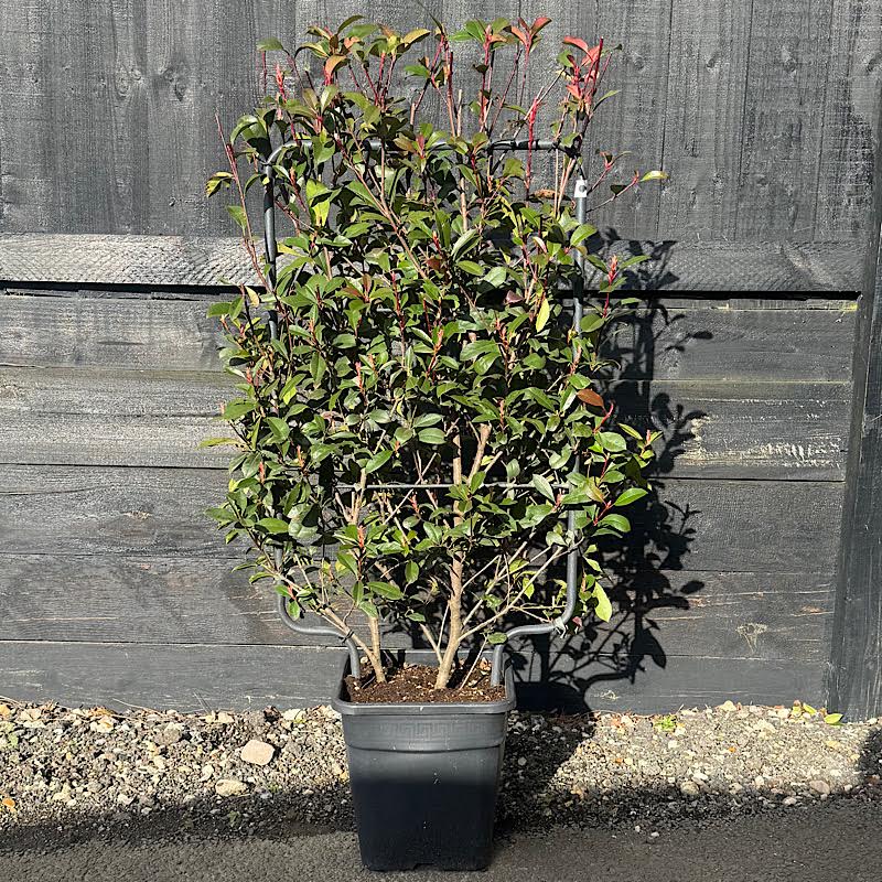 Photinia x fraseri ‘Carre Rouge’ – 90cm x 50cm Espalier