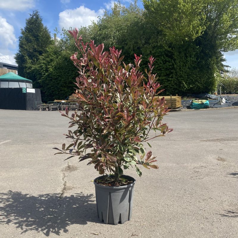 Photinia x fraseri ‘Pink Marble’ 12 Litre. 80-100cm tall