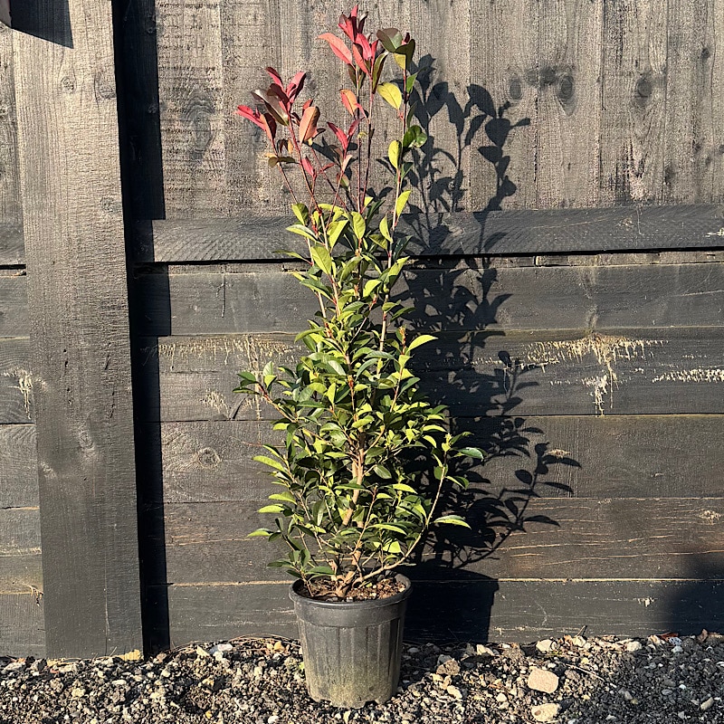 Photinia x fraseri ‘Red Robin’ – Hedging Plants 1-1.25m tall