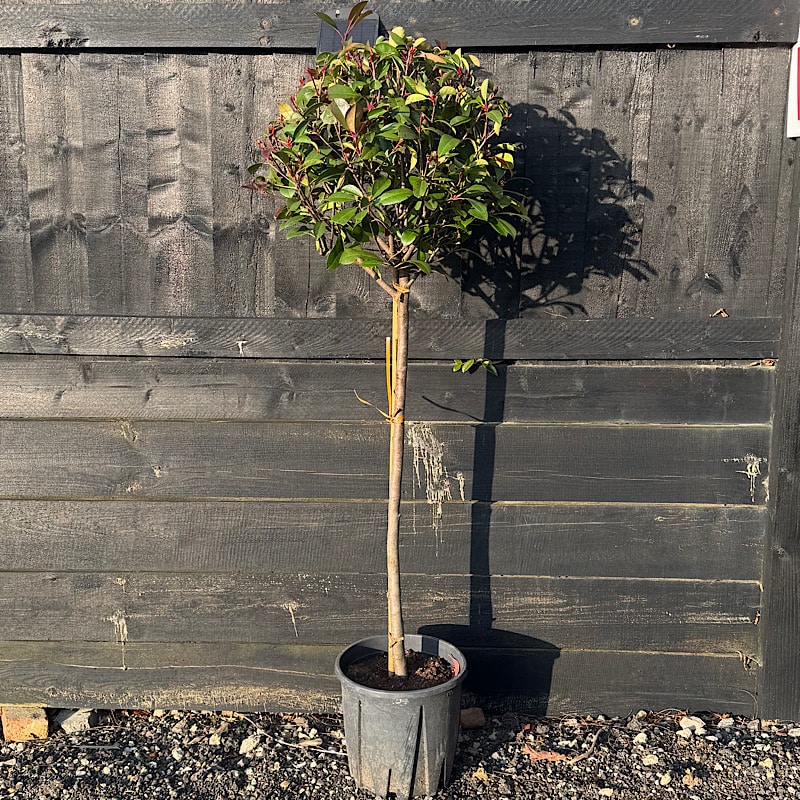 Photinia x fraseri ‘Red Robin’ – 1/2 Standard. 40-50cm Ø head