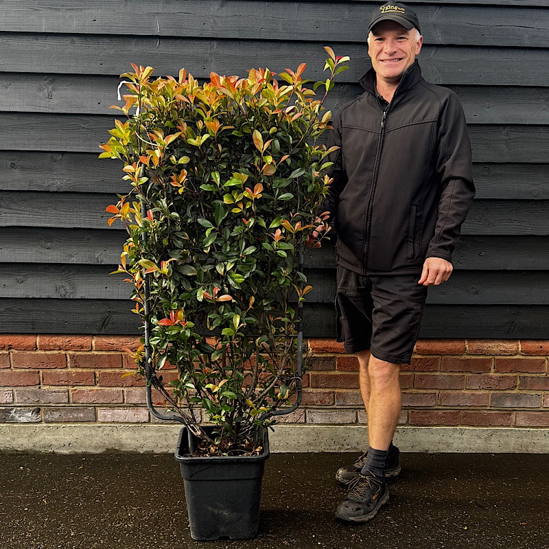 Photinia x fraseri ‘Carre Rouge’ – 90cm x 50cm Espalier