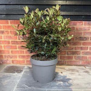 Photinia x fraseri 'Carre Rouge' - Clipped Ball 50-60cm Ø