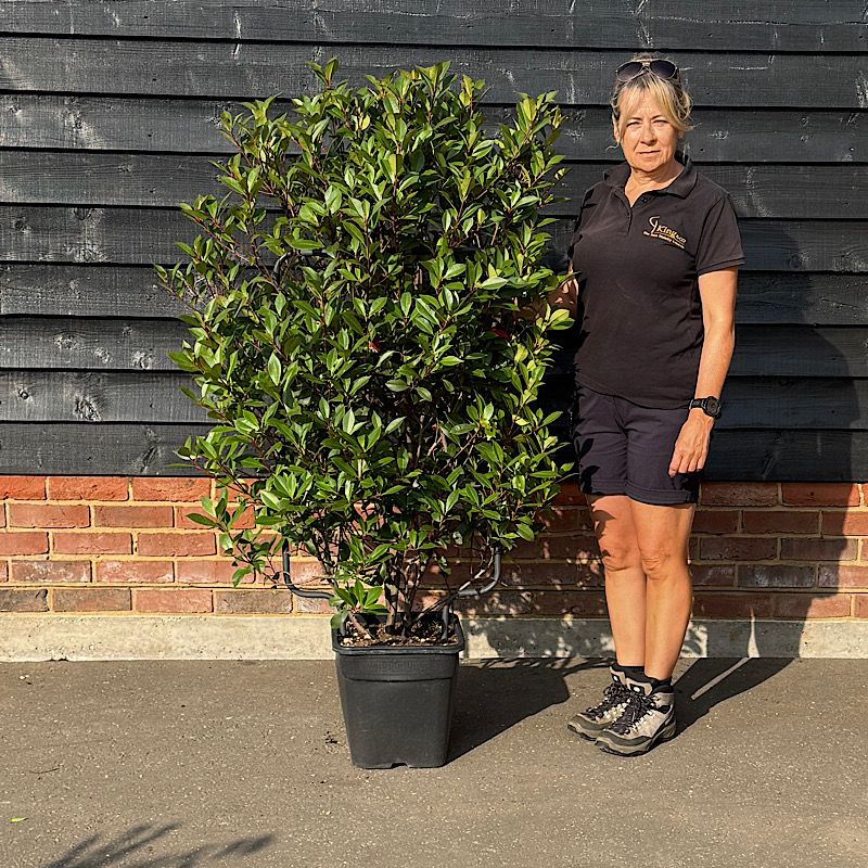 Photinia x fraseri ‘Carre Rouge’ – 90cm x 50cm Espalier