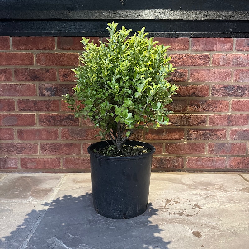 Pittosporum tenuifolium ‘Irish Luck’ – 10 Litre