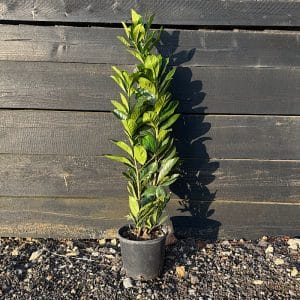 Prunus laurocerasus 'Novita' 60-80cm tall