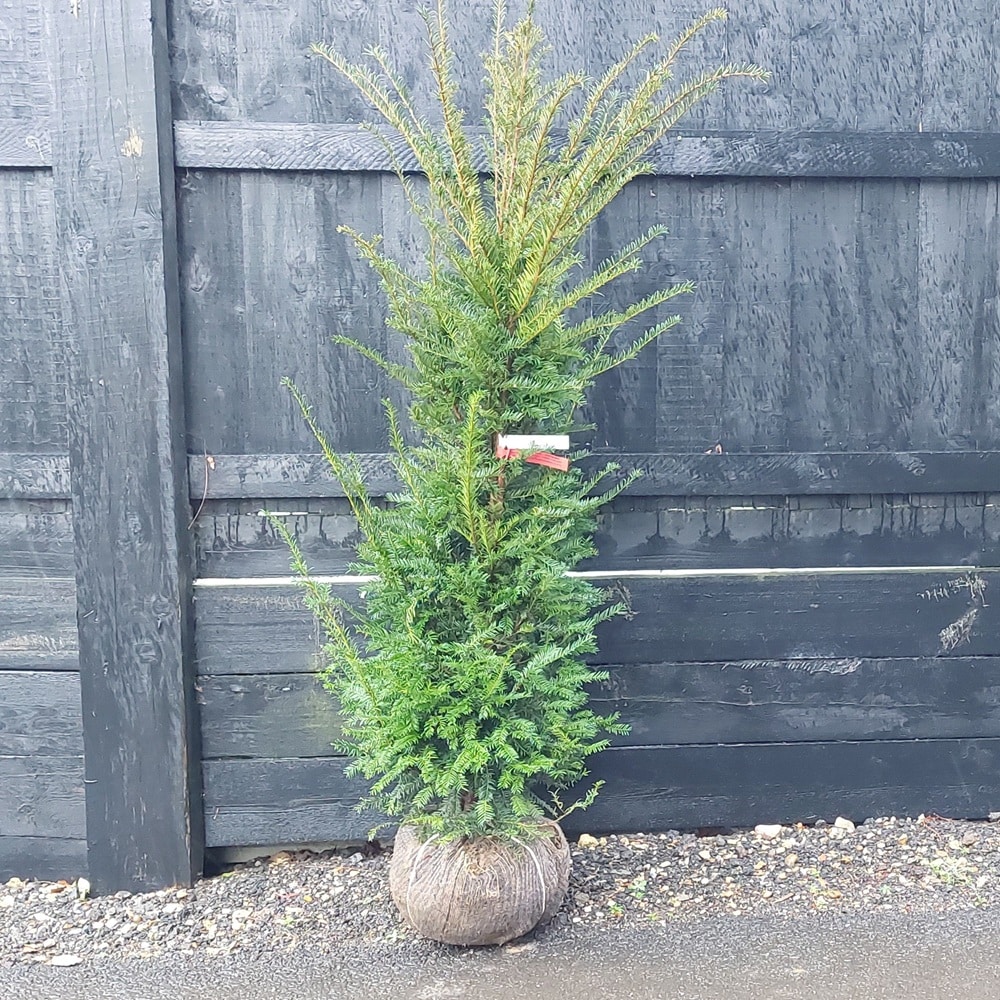 Taxus baccata – Yew tree 1.5-1.6m tall rootball