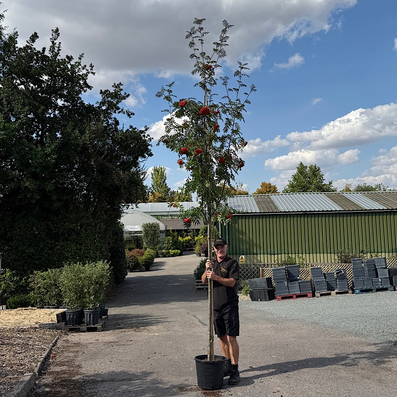 Sorbus Kirstens Pink- Rowan tree 8-10cm girth