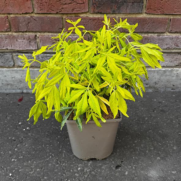 Choisya x Dewitteana ‘Goldfingers’ – Mexican orange blossom 4.5 Litre
