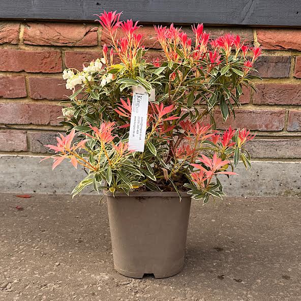 Pieris japonica ‘Flaming Silver’ 4.5 Litre