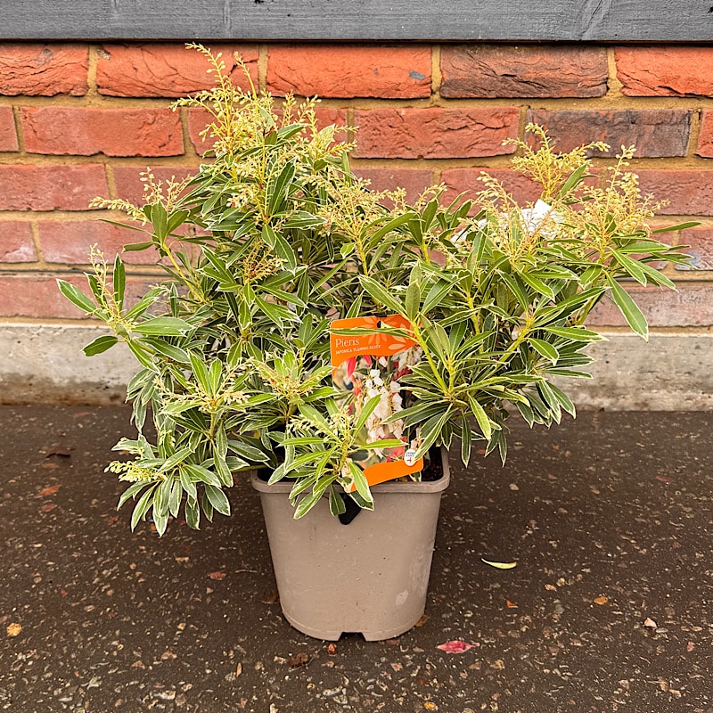 Pieris japonica ‘Flaming Silver’ 4.5 Litre