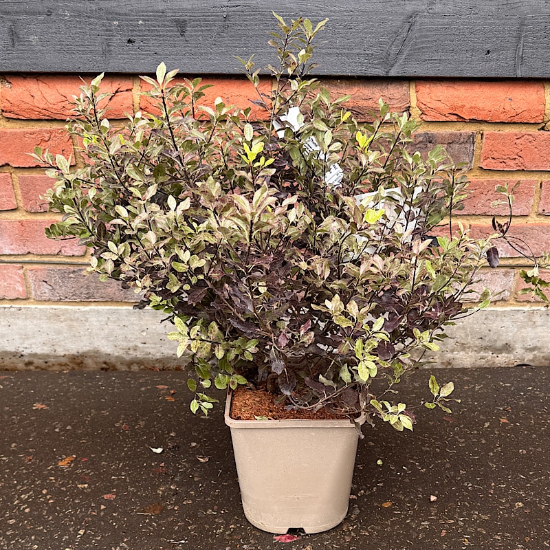Pittosporum tenuifolium ‘Tom Thumb’ – 4.5 Litre