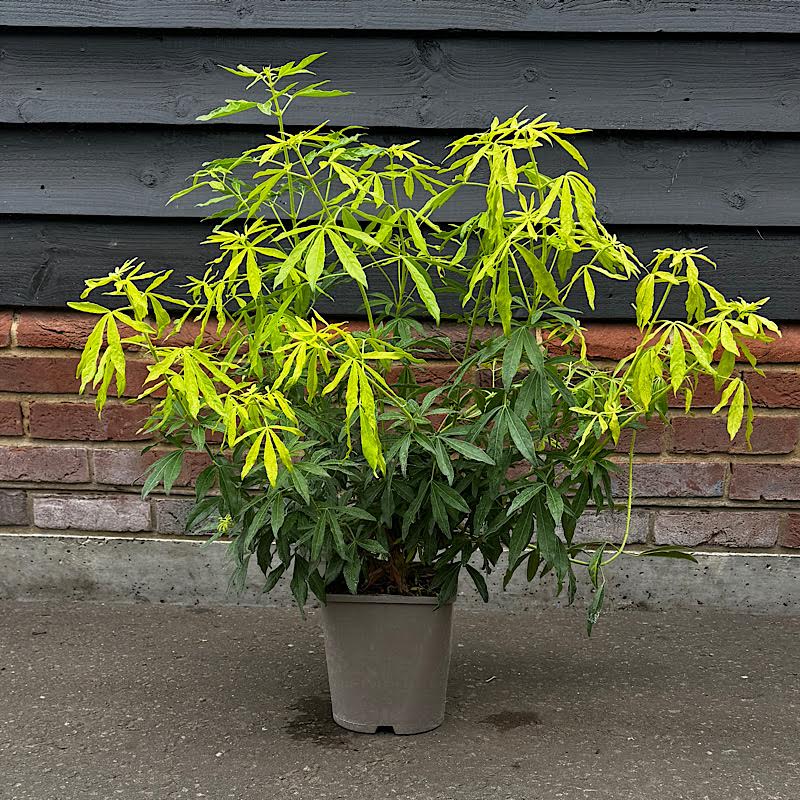 Choisya x Dewitteana ‘Goldfingers’ – Mexican orange blossom 4.5 Litre