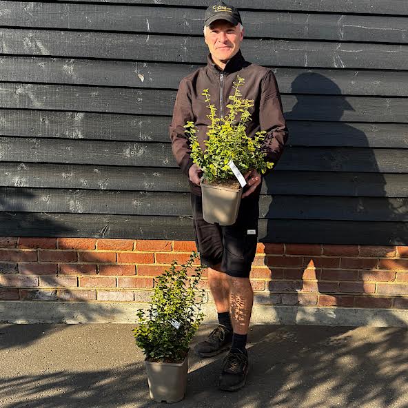 Euonymus fortunei ‘Emerald ‘n’ Gold’ – Fortune’s spindle 4.5 Litre