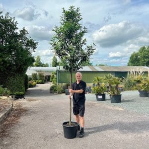 prunus lusitanica screening tree