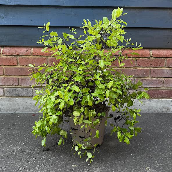 Pittosporum tenuifolium ‘Tom Thumb’ – 4.5 Litre