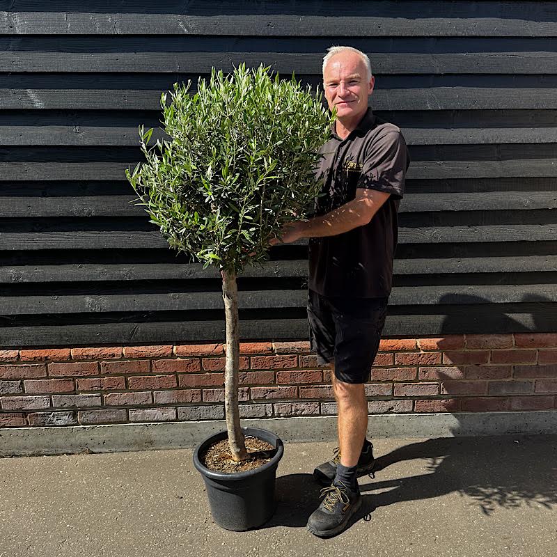 Olea europaea – Common Olive 1/2 Standard