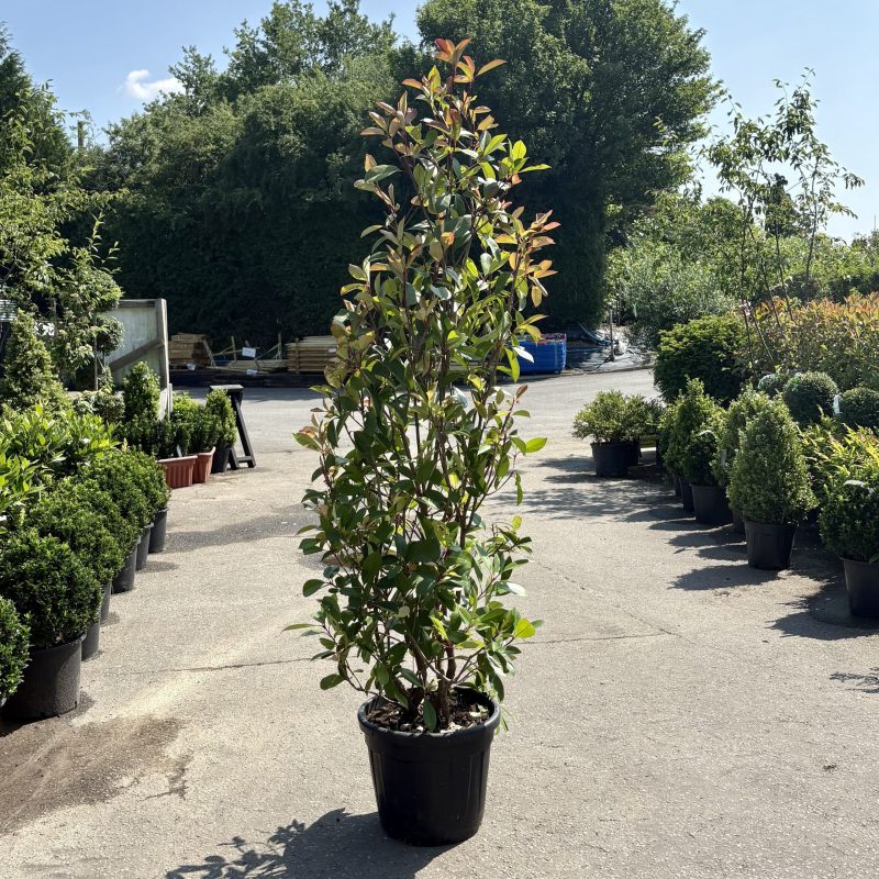 Photinia x fraseri ‘Red Robin’ – Hedging Plants 1.5-1.75m tall