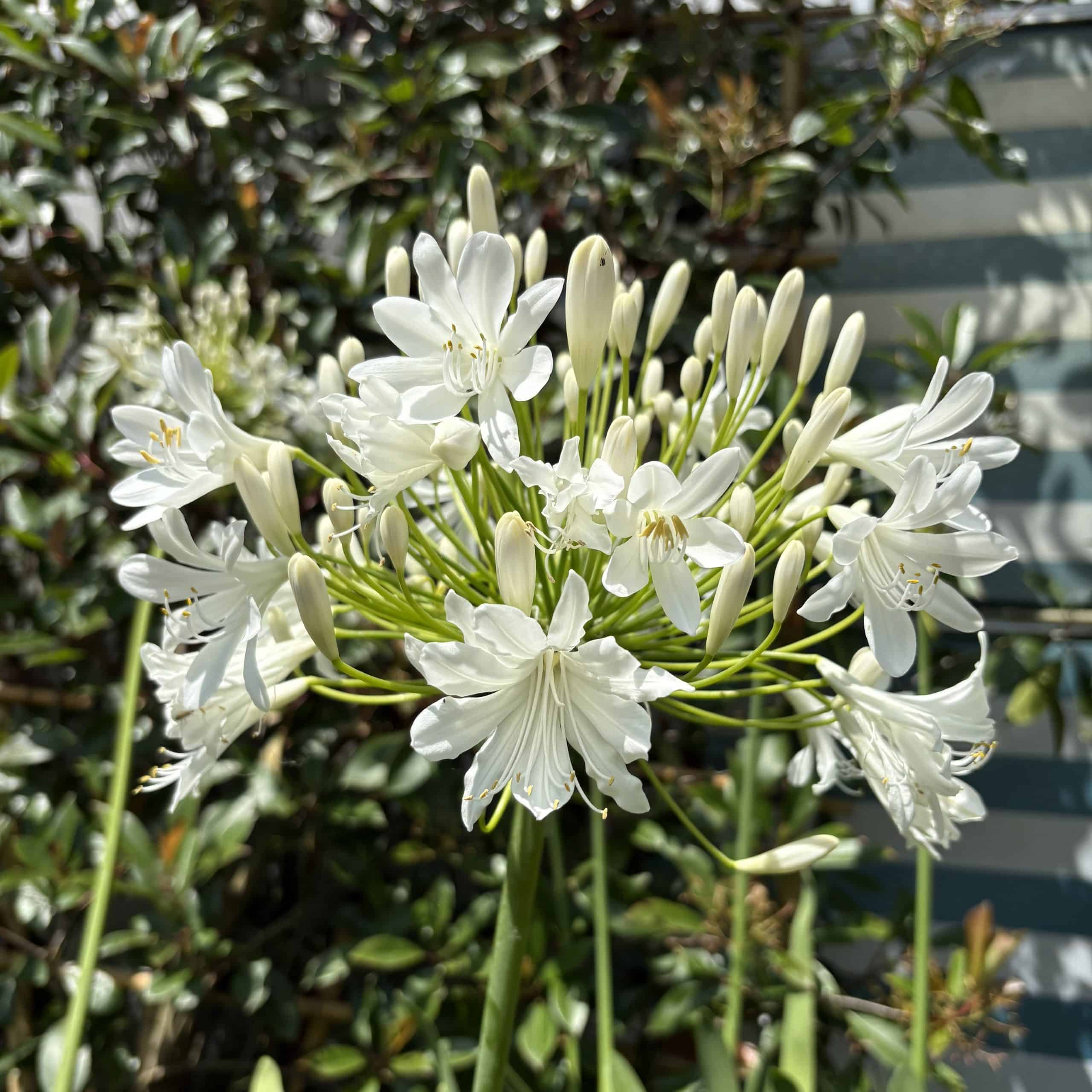 Agapanthus umbellatus ‘Albus’ – African lily ‘White’ 10 Litre