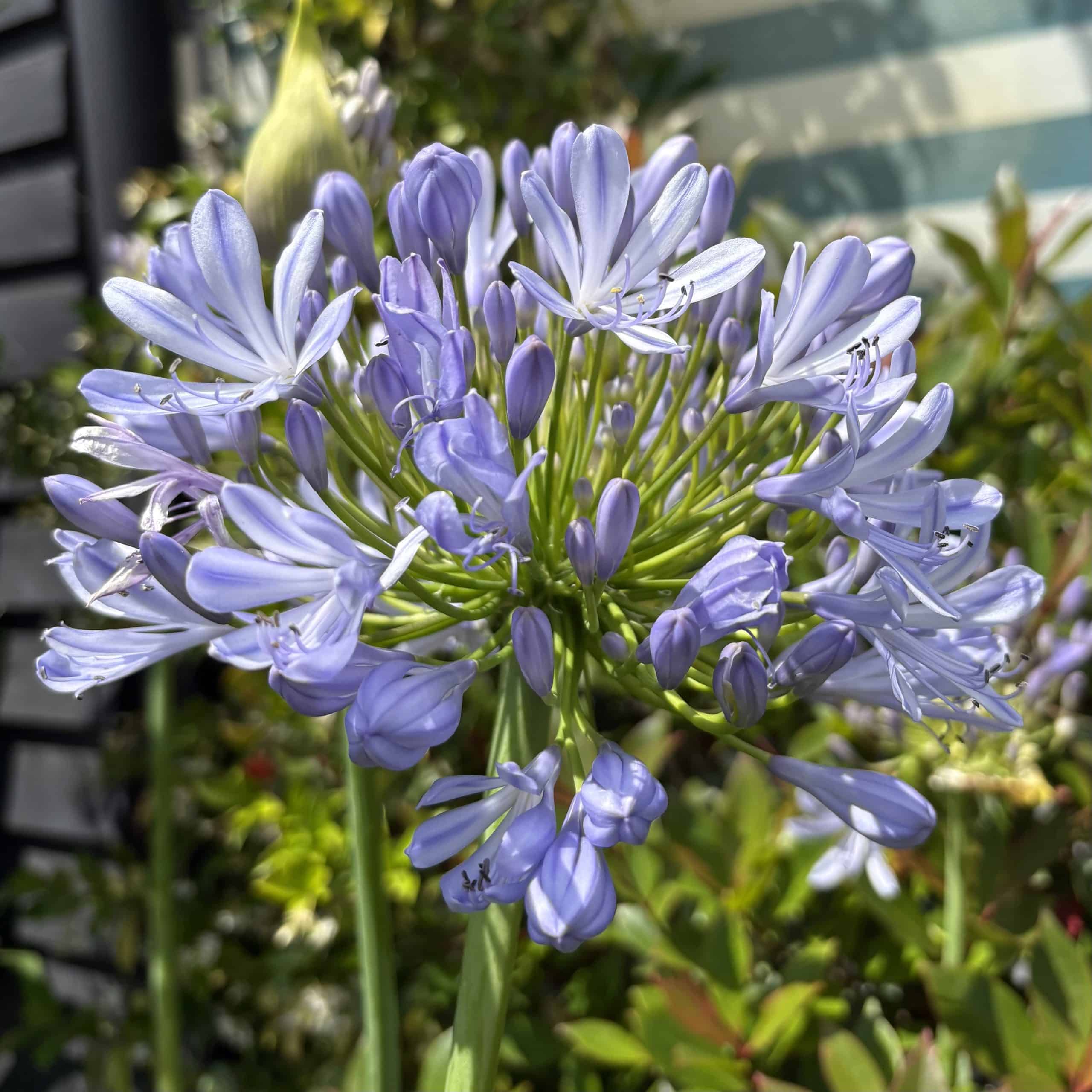 Agapanthus umbellatus ‘Ovatus’ – African lily ‘Blue’ 10 Litre