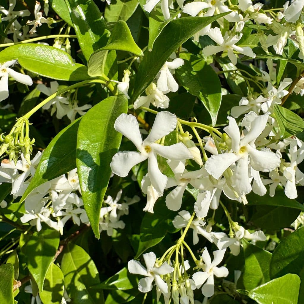 Jasmine