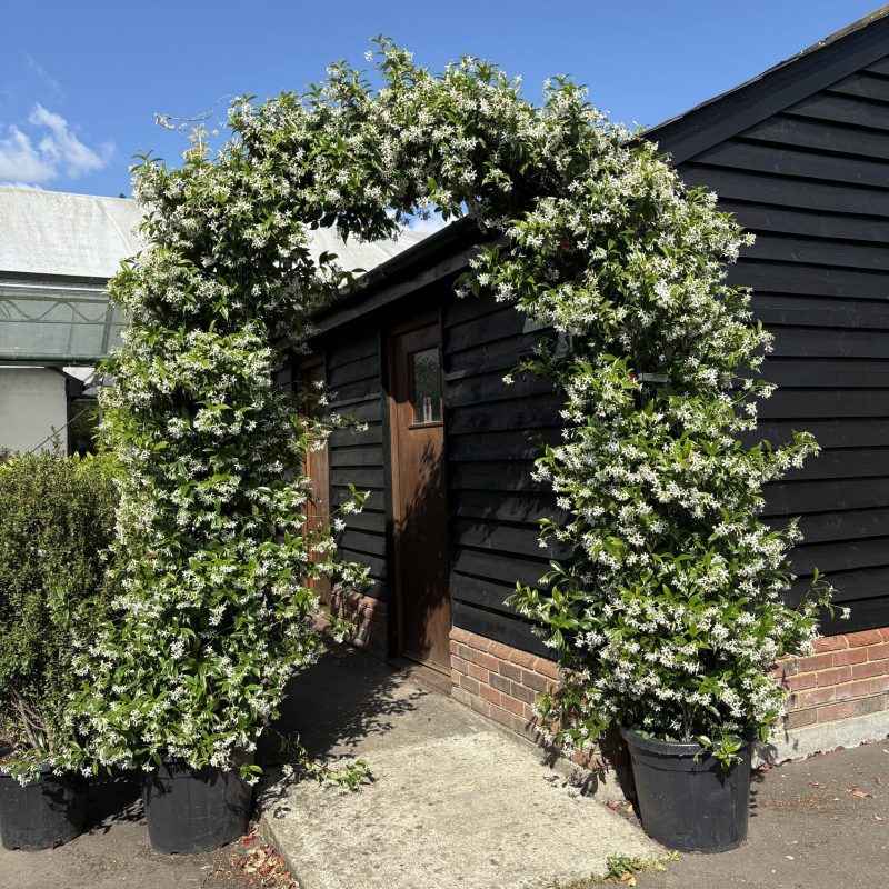 Rhyncospermum jasminoides – Jasmine Arch
