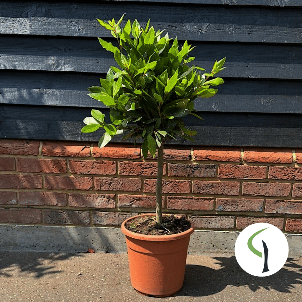 Laurus nobilis quarter standard - bay tree mini standard
