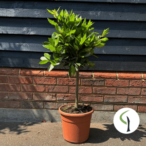 Laurus nobilis quarter standard - bay tree mini standard