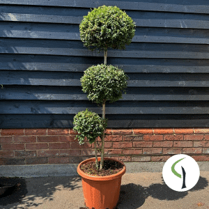 Ligustrum jonandrum pom pom three ball topiary