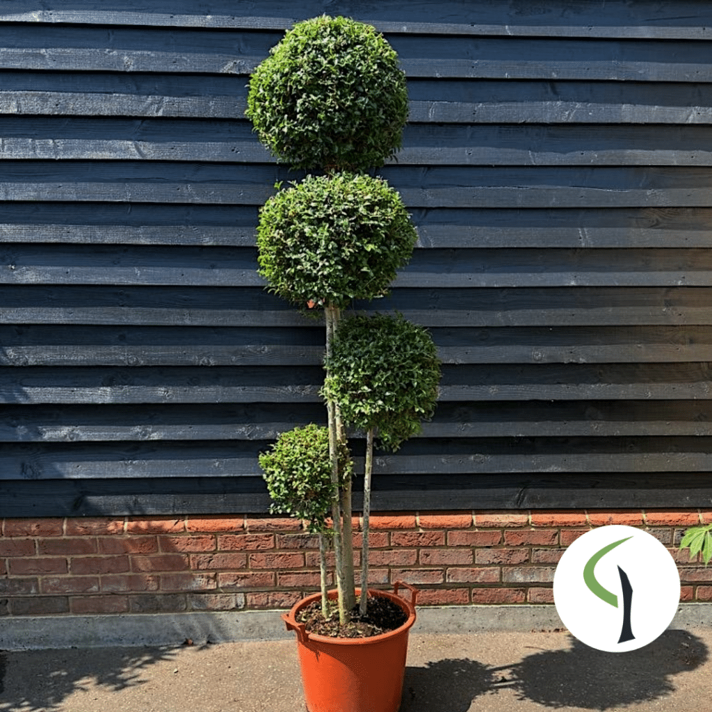 Ligustrum jonandrum pom pom four ball topiary