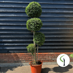 Ligustrum jonandrum pom pom four ball topiary