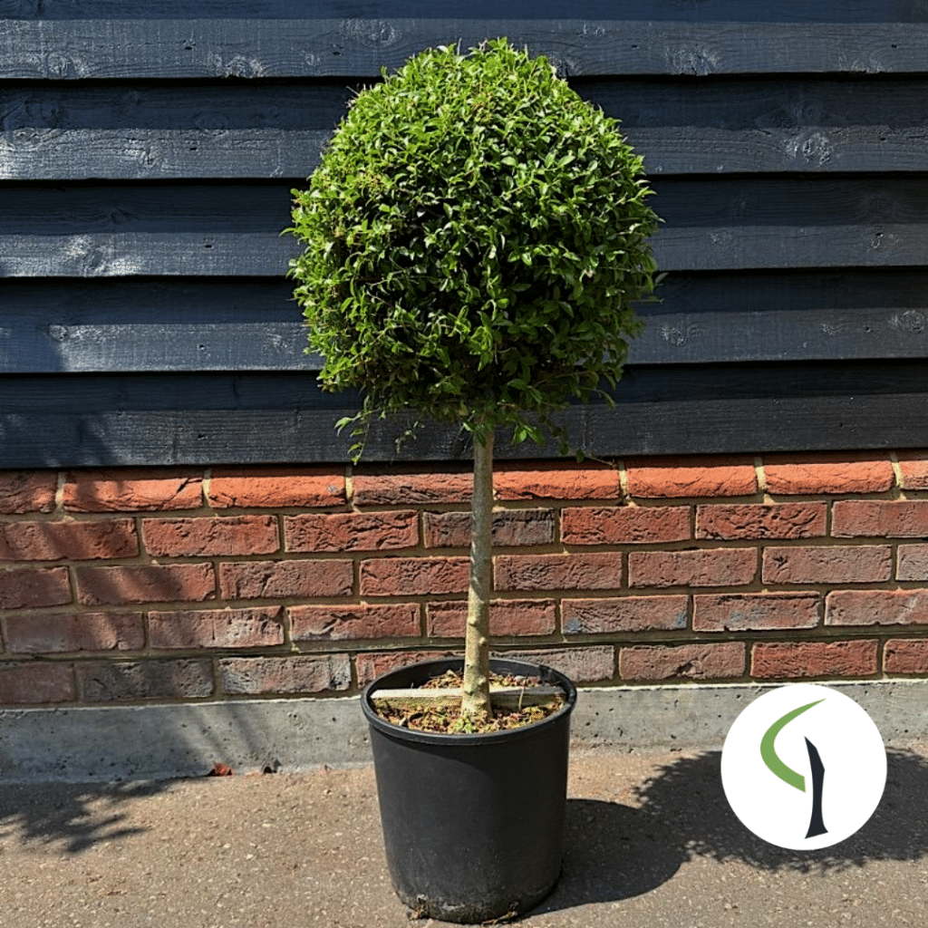 Ligustrum jonandrum quarter standard