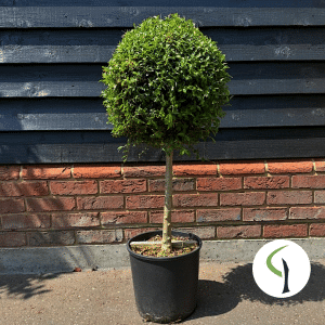 Ligustrum jonandrum quarter standard
