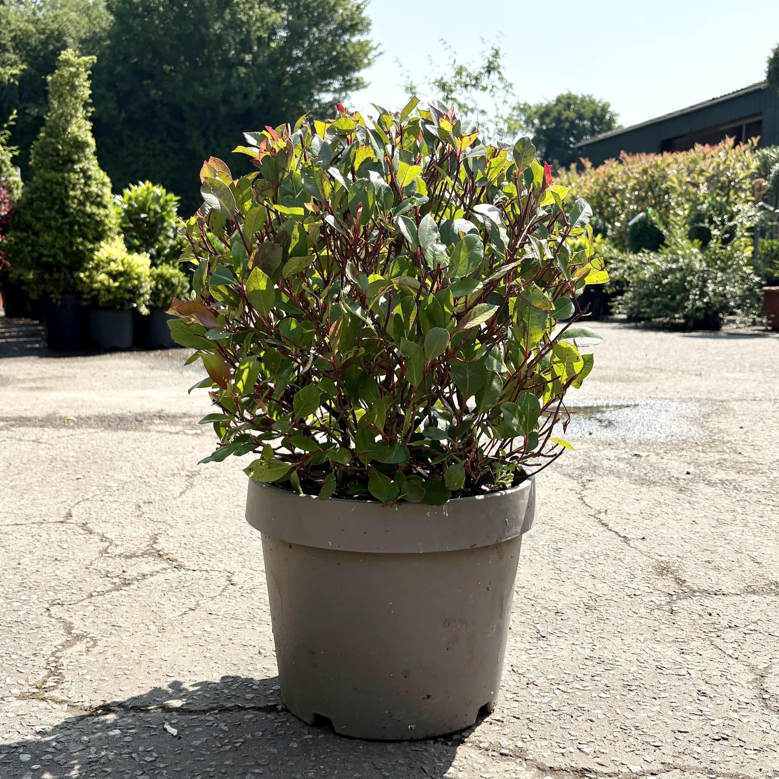 Photinia x fraseri ‘Nana’ ball