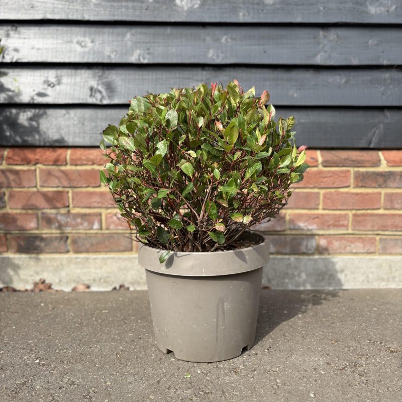 Photinia x fraseri ‘Nana’ ball