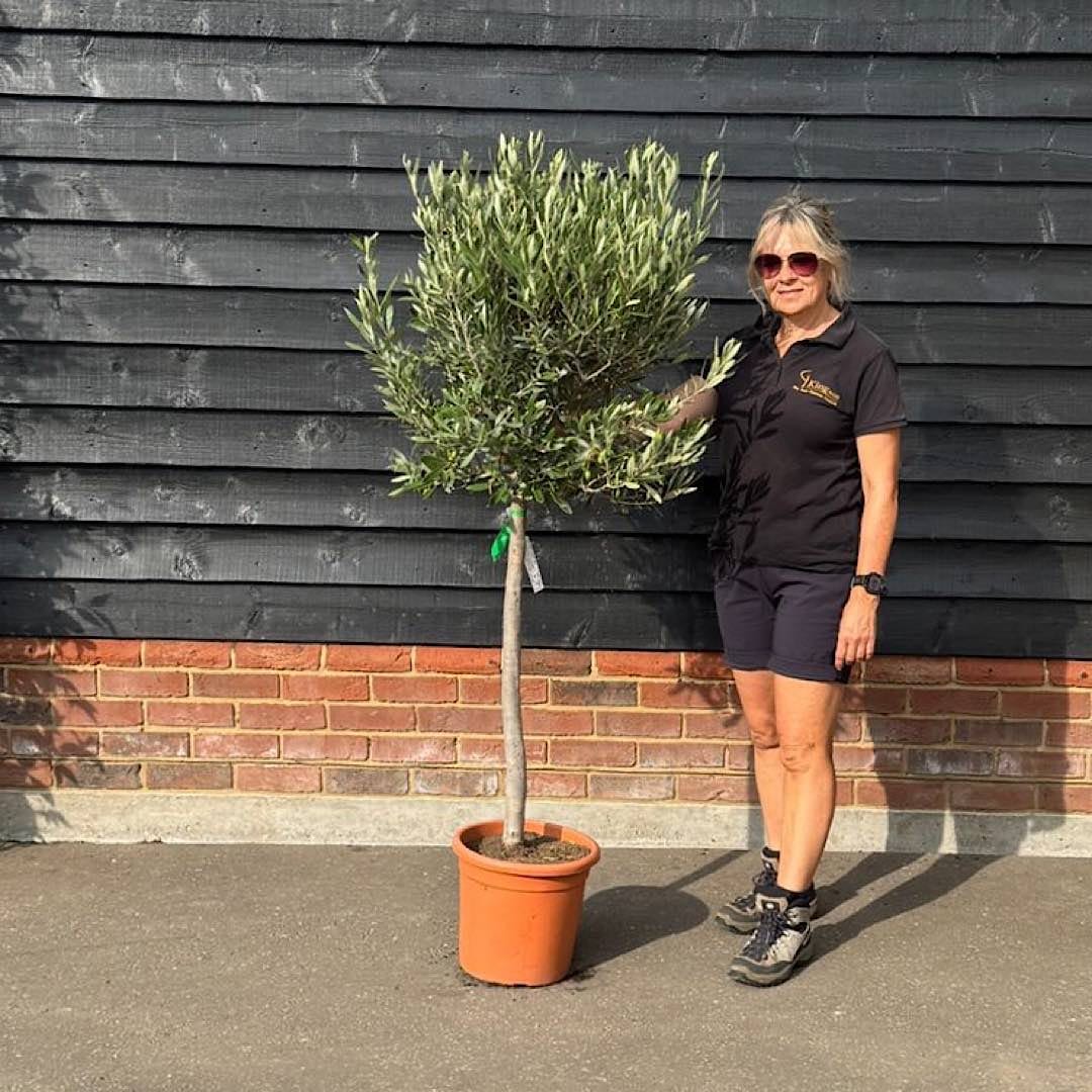 Olea europaea – Common Olive 1/2 Standard. 50-60cm head
