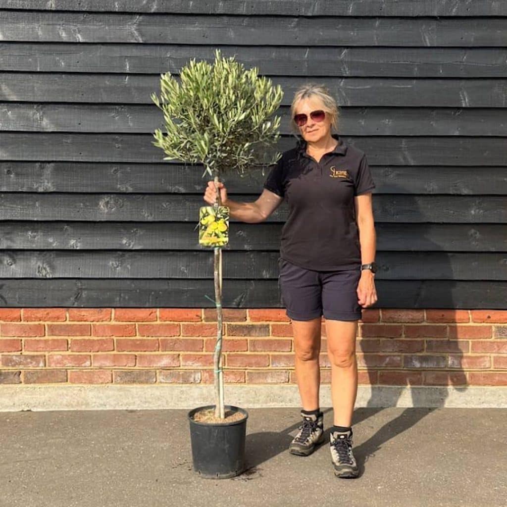 Olive tree half standard