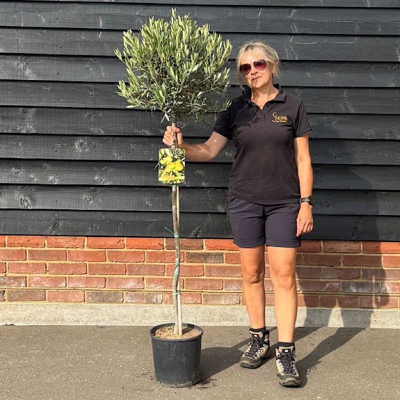Olea europaea – Common Olive 1/2 Standard. 30-35cm head