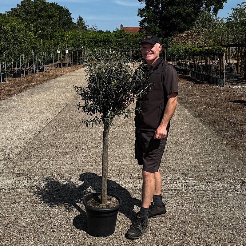 Olea europaea – Common Olive 1/2 Standard