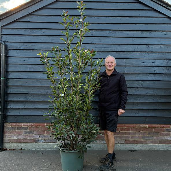 Photinia x fraseri ‘Red Robin’ – Hedging Plants 1.5-1.75m tall