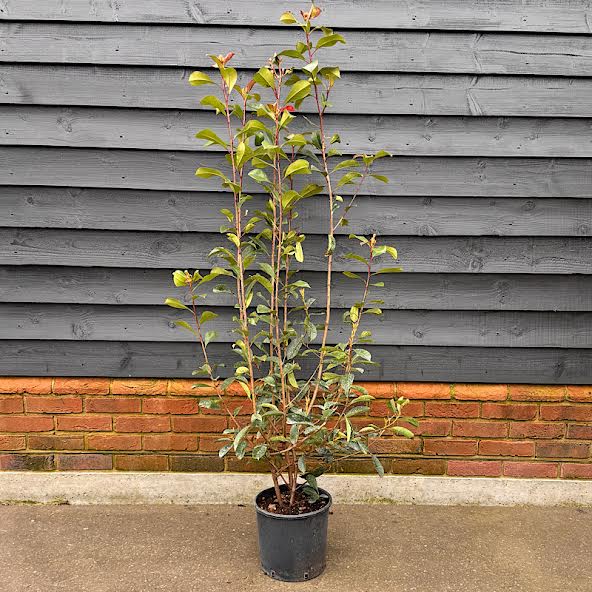 Photinia x fraseri ‘Red Robin’ – Hedging Plants 1.5-1.75m tall