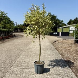 Ligustrum lucidum Superbum