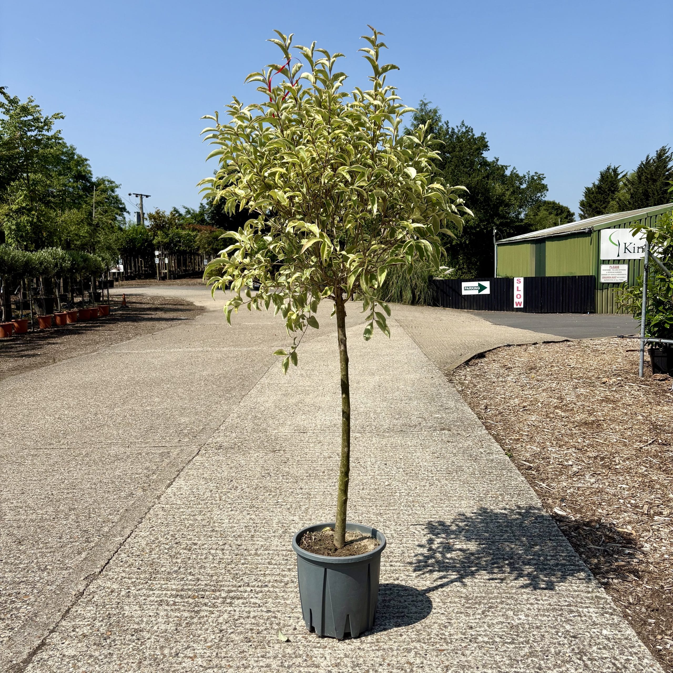 Ligustrum lucidum ‘Excelsum Superbum’ – Chinese privet 1/2 Standard. 40-50cm head