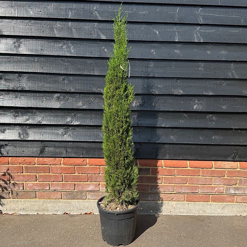 Cupressus sempervirens ‘Pyramidalis’ – Italian cypress tree 1.25-1.5m tall