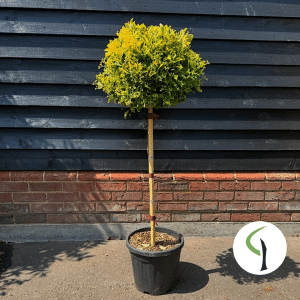 euonymus aureomarginata half standard - japanese spindle