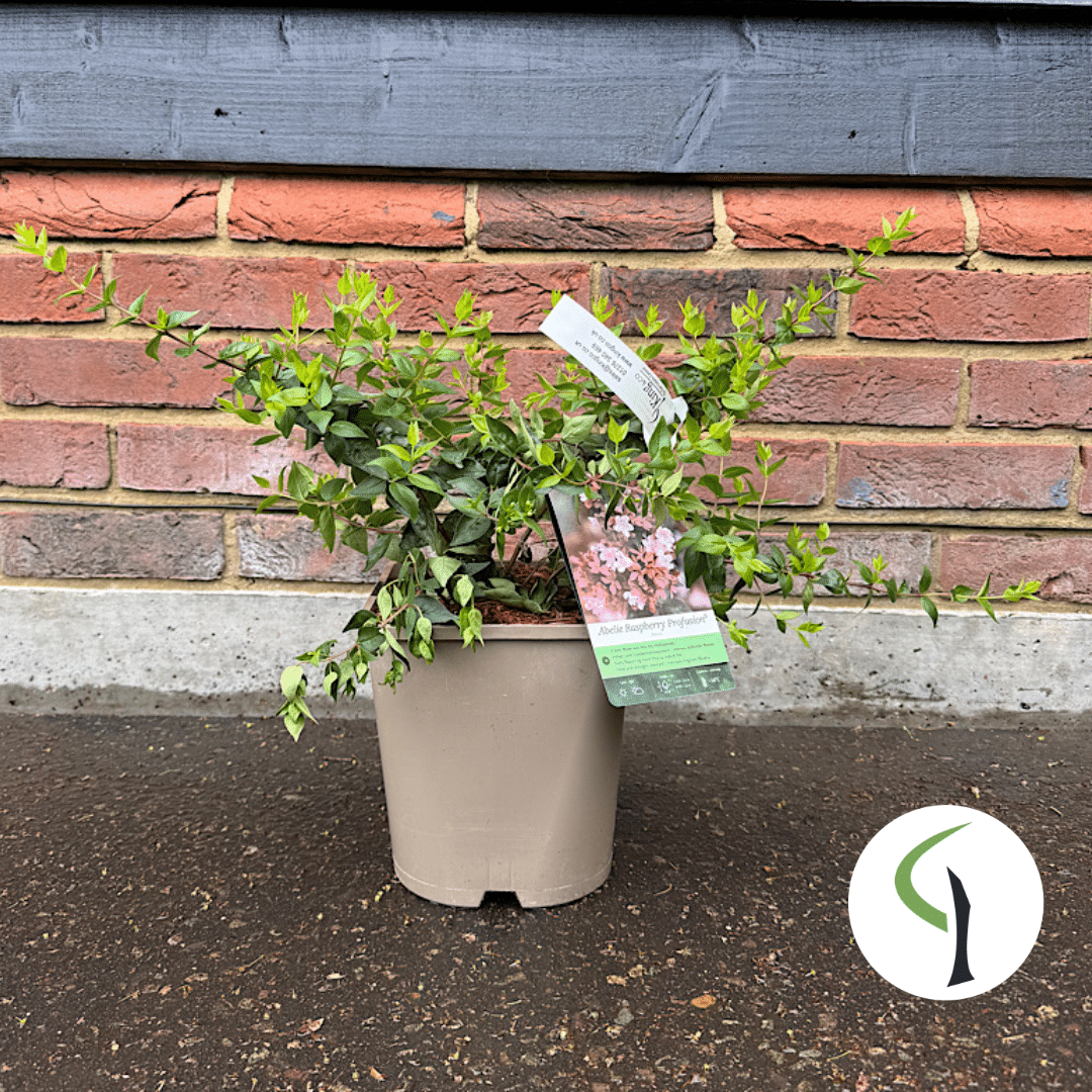 Abelia x grandiflora Raspberry Profusion 4.5 Litre