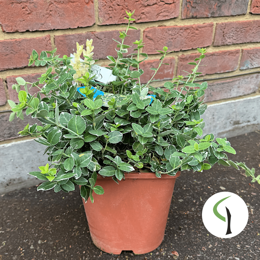 Euonymus fortunei ‘Emerald Gaiety’ – Fortune’s spindle 4.5 Litre